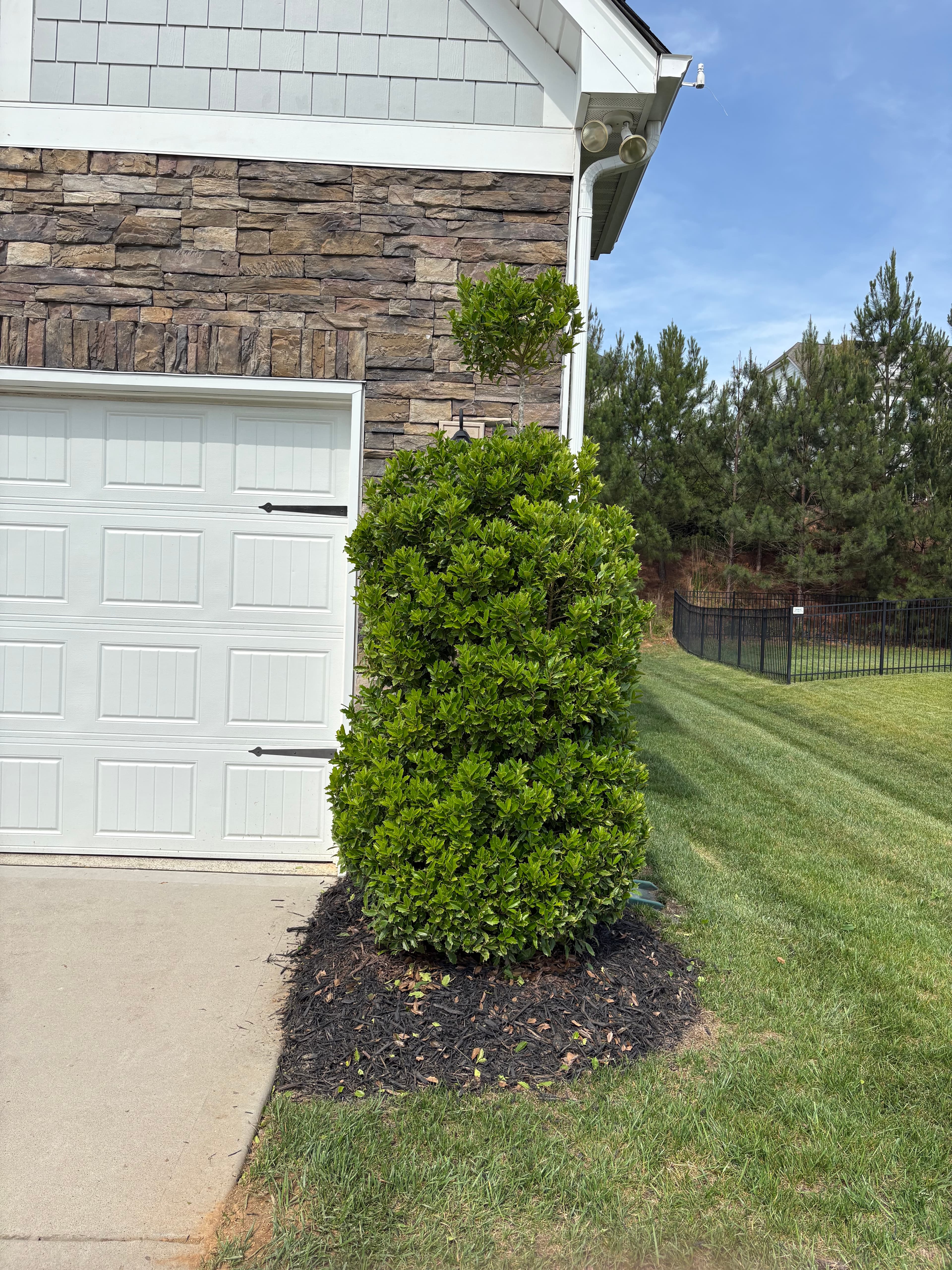 Bush Trim