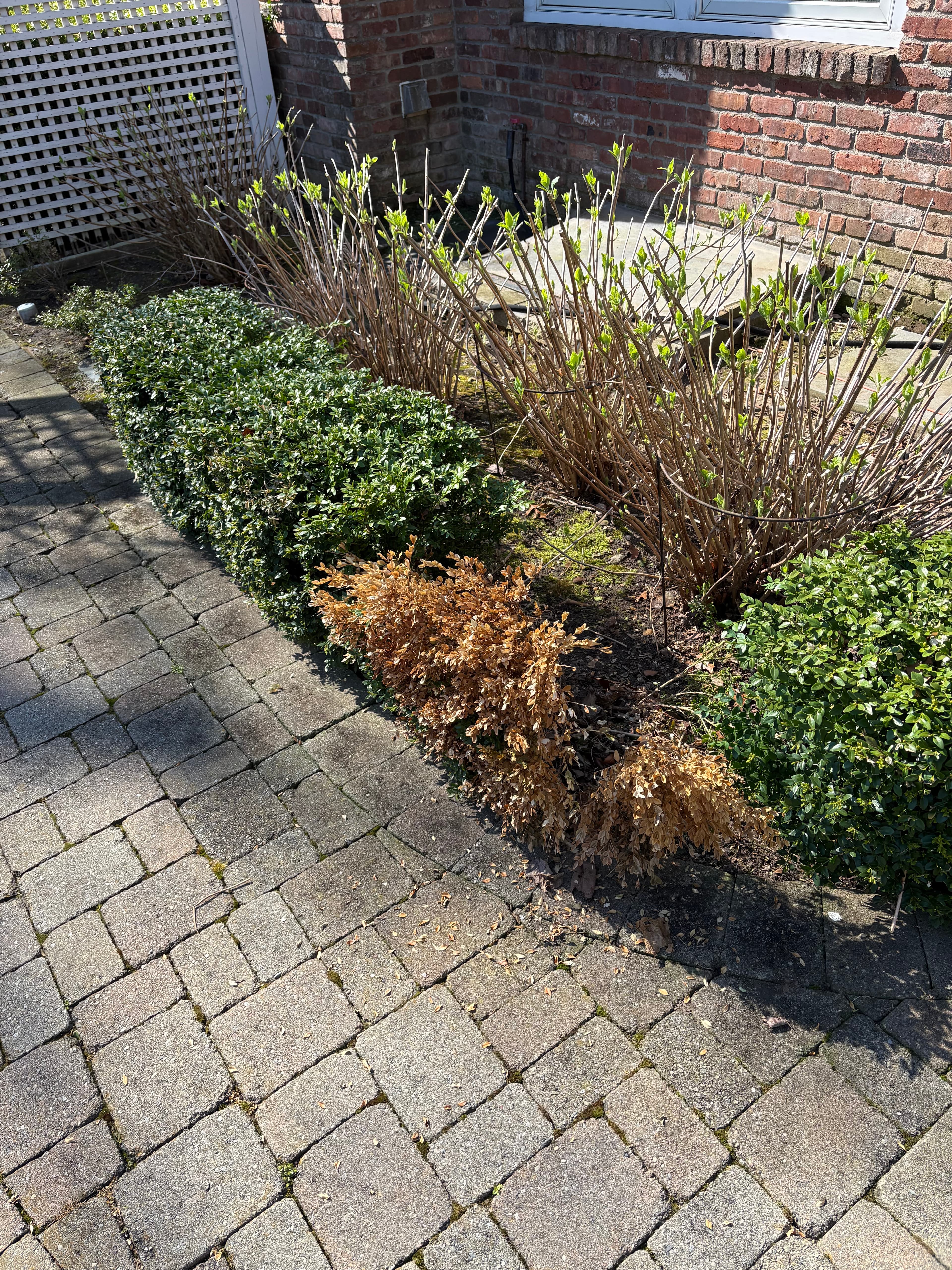 Dead plant