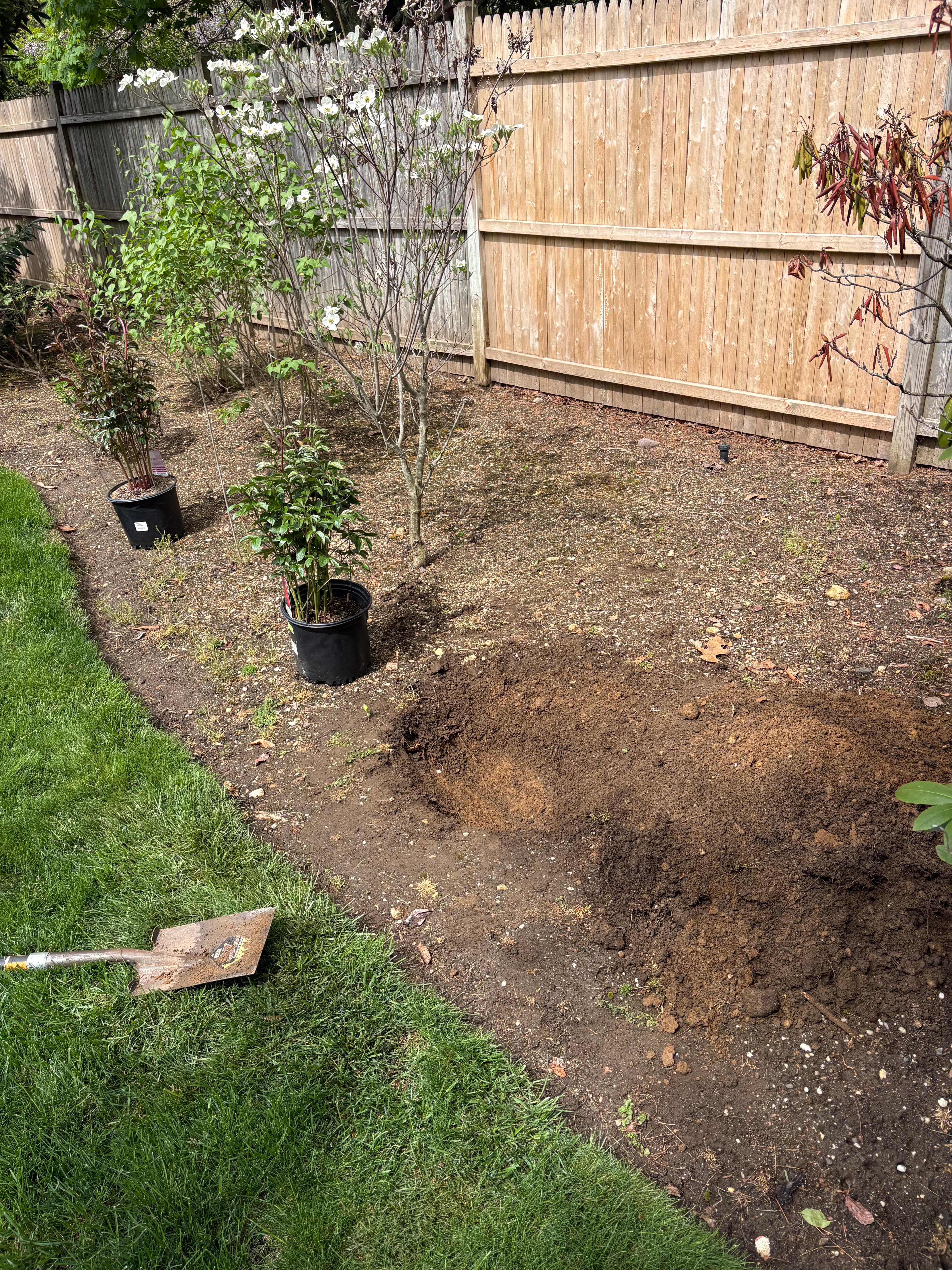 Unplanted Peonies