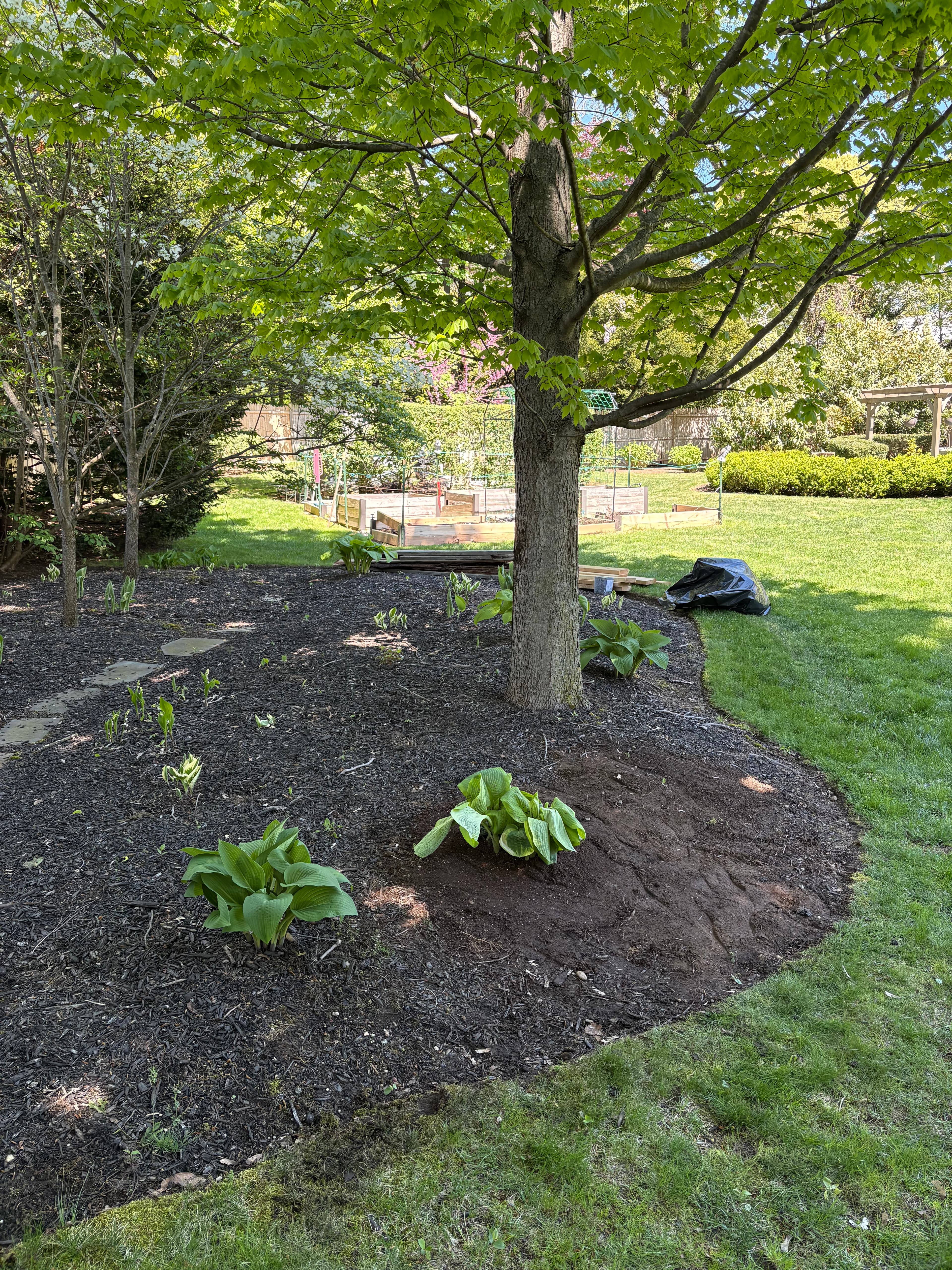 Plant Transplant