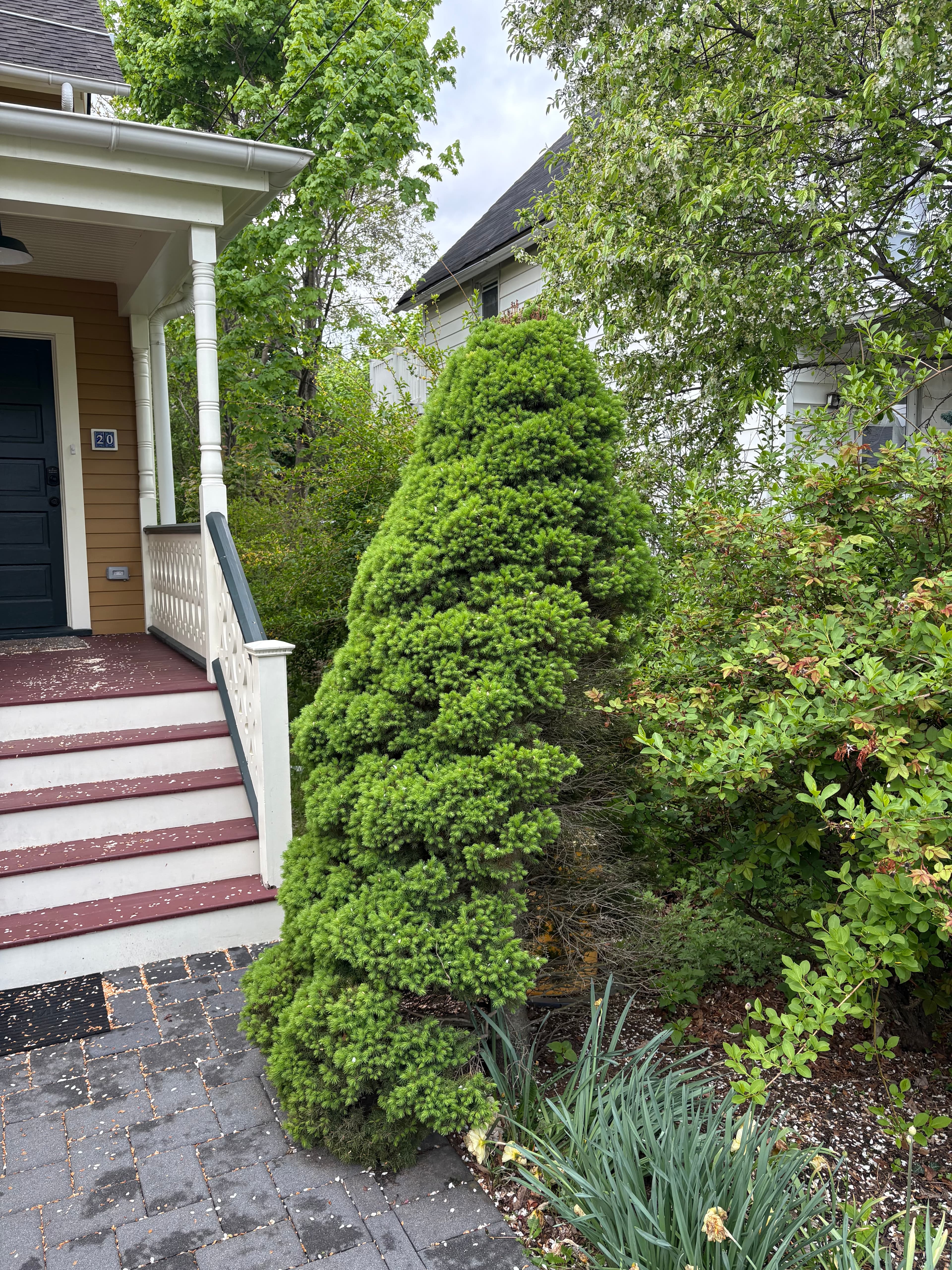 tree removal, hedge trimming, lawn cleanup