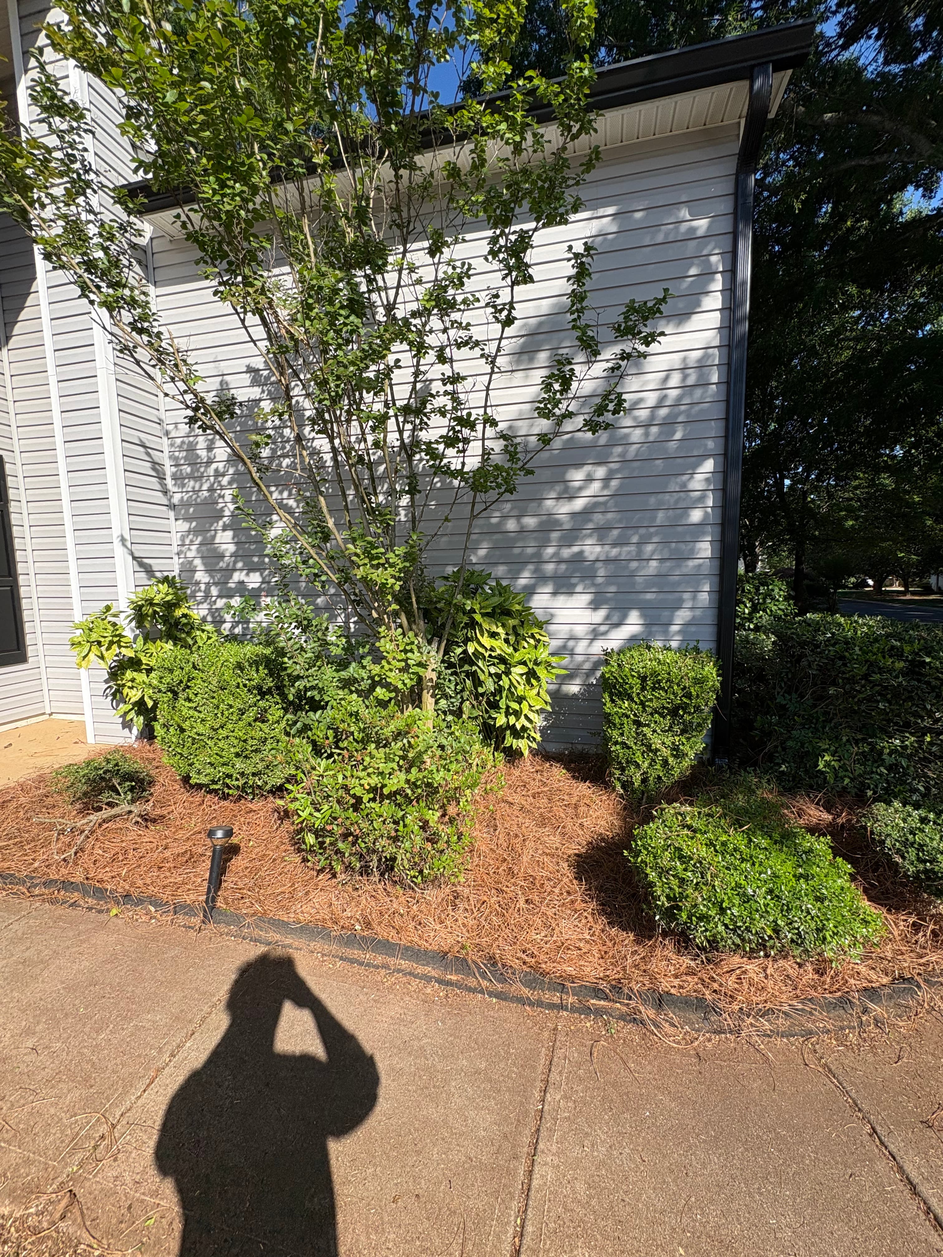 Pine Needle Bush Trim