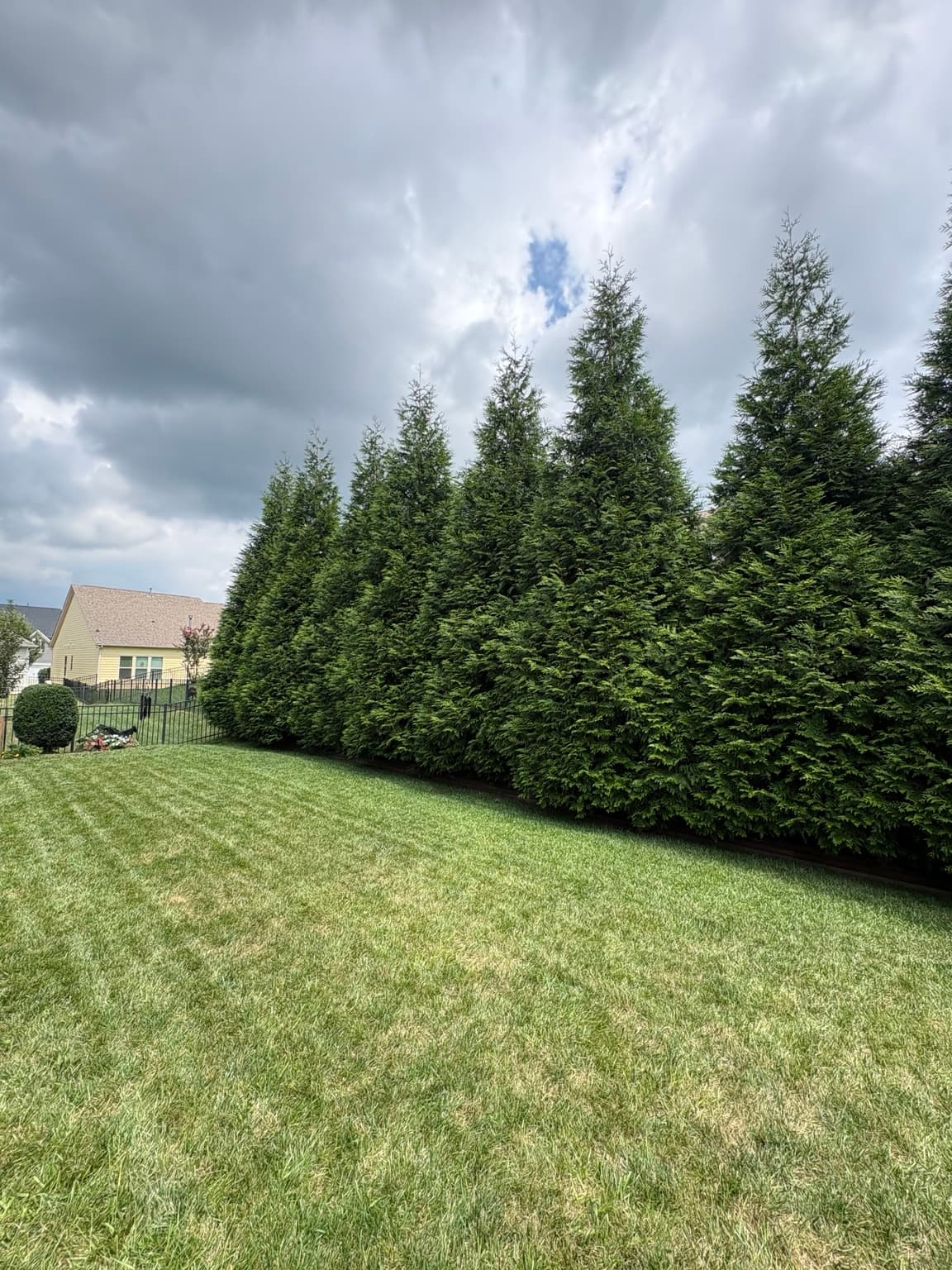Backyard Evergreen Border 13
