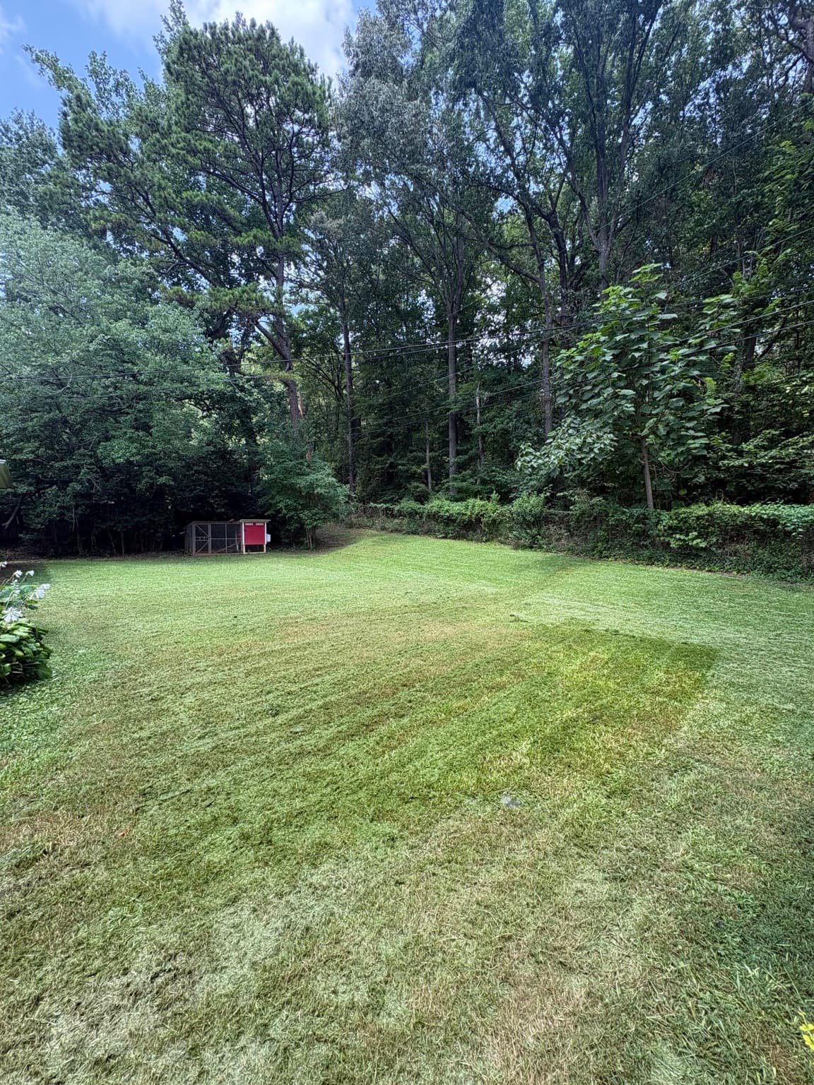 Large Backyard 07