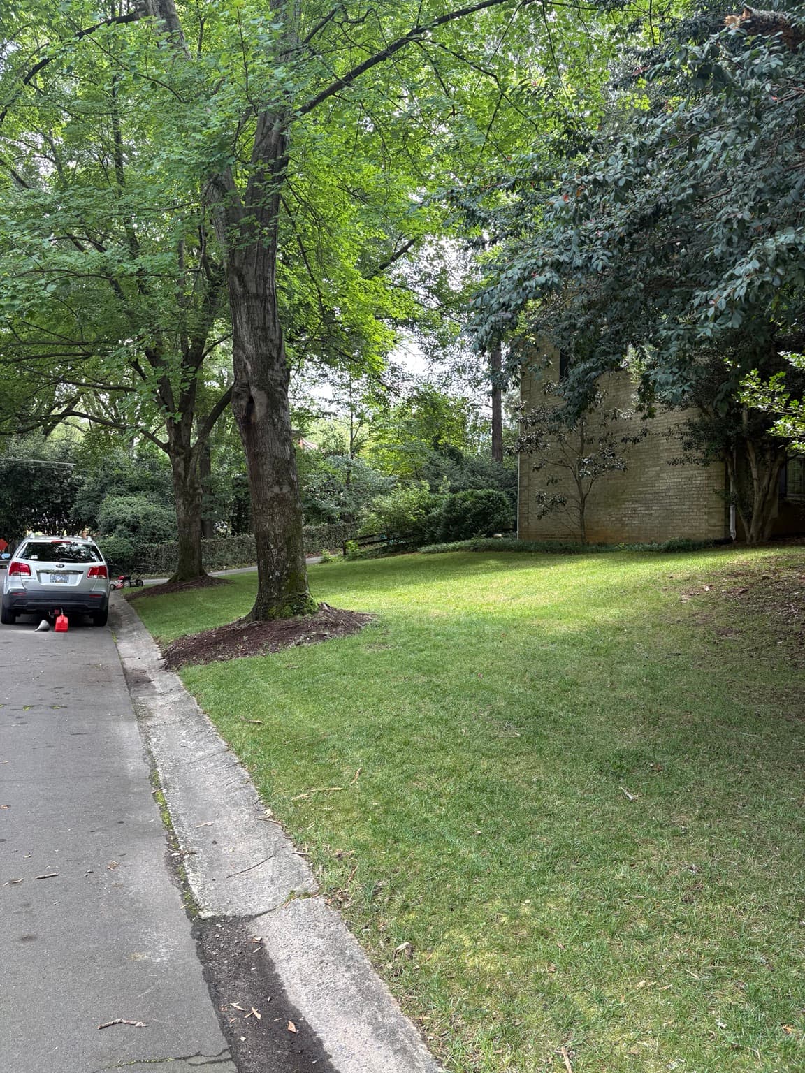 Shaded Side Yard 03