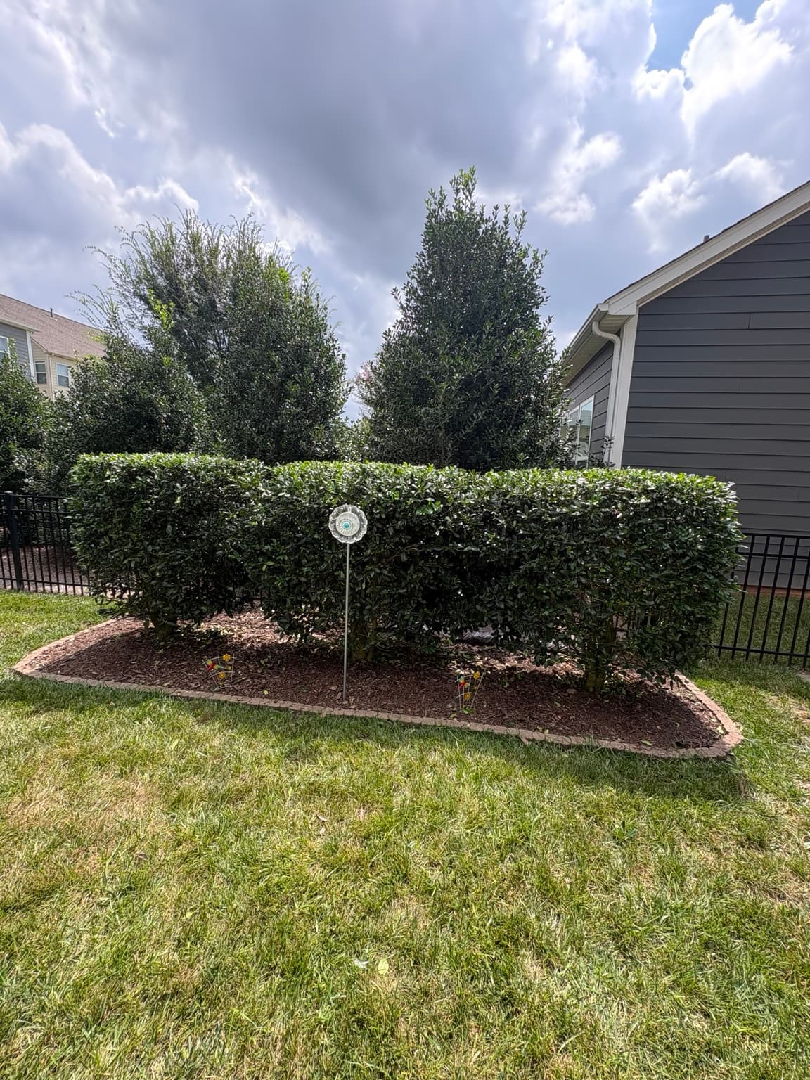 Backyard Hedge 10