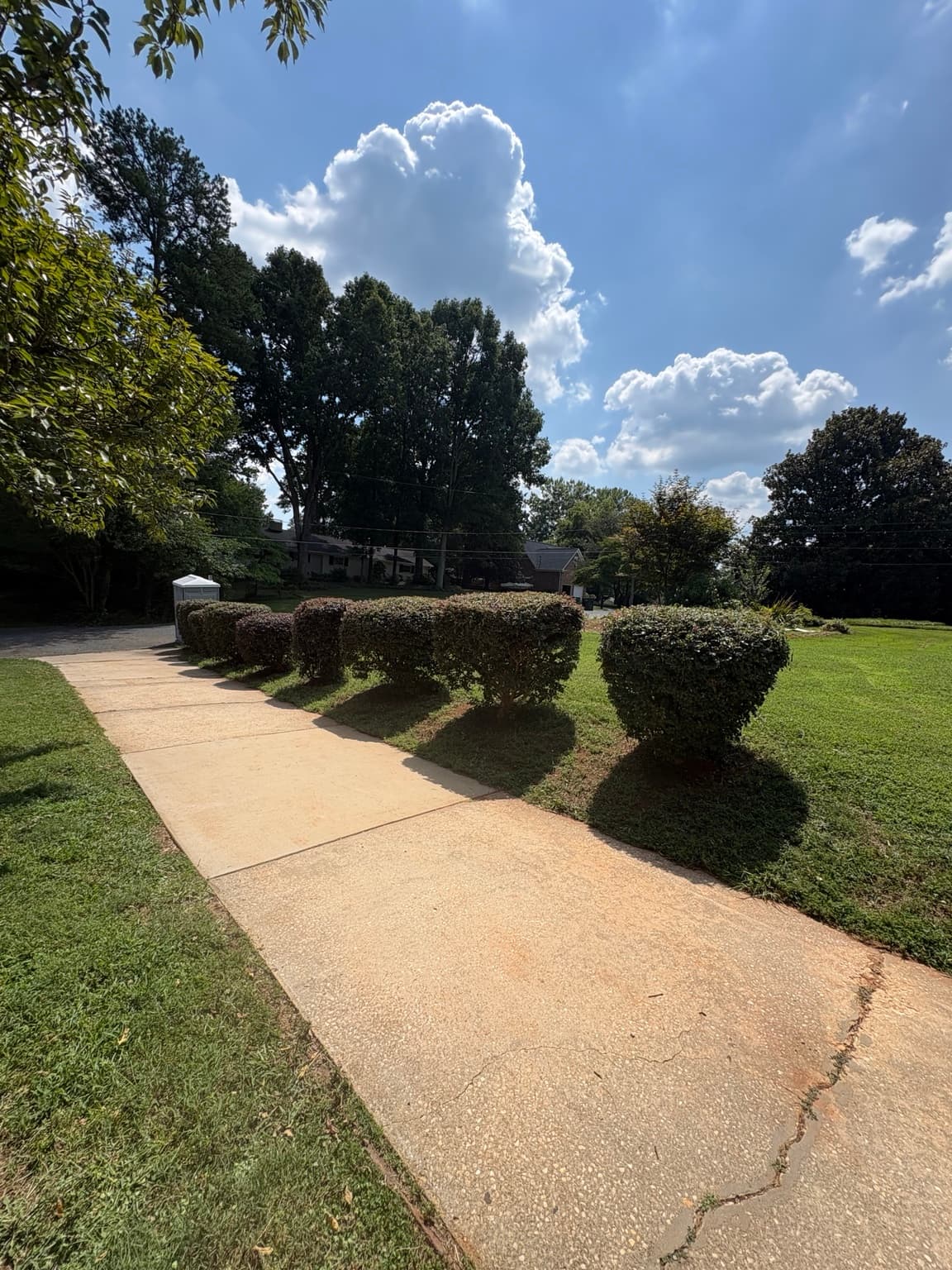 Driveway Shrub Row 12