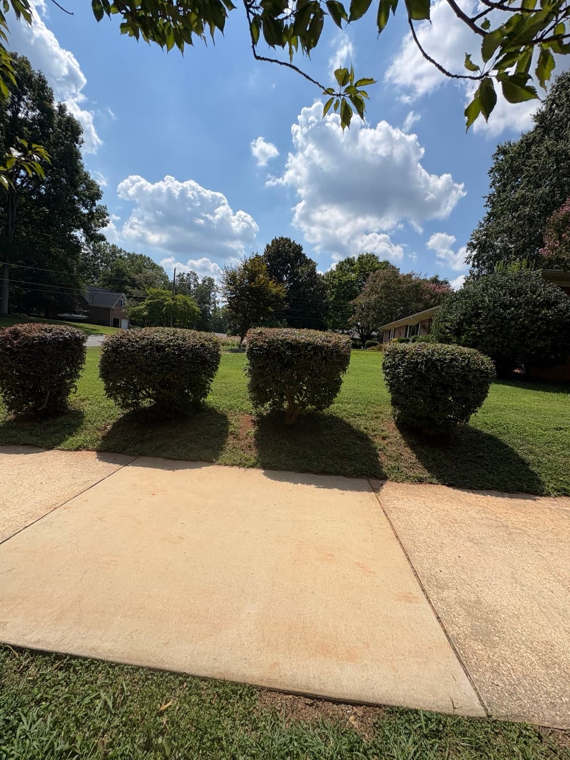 Driveway Shrub Row 13