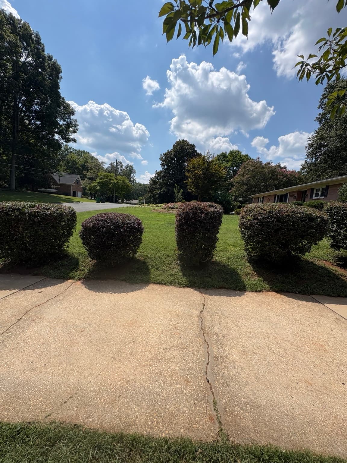 Driveway Shrub Row 15