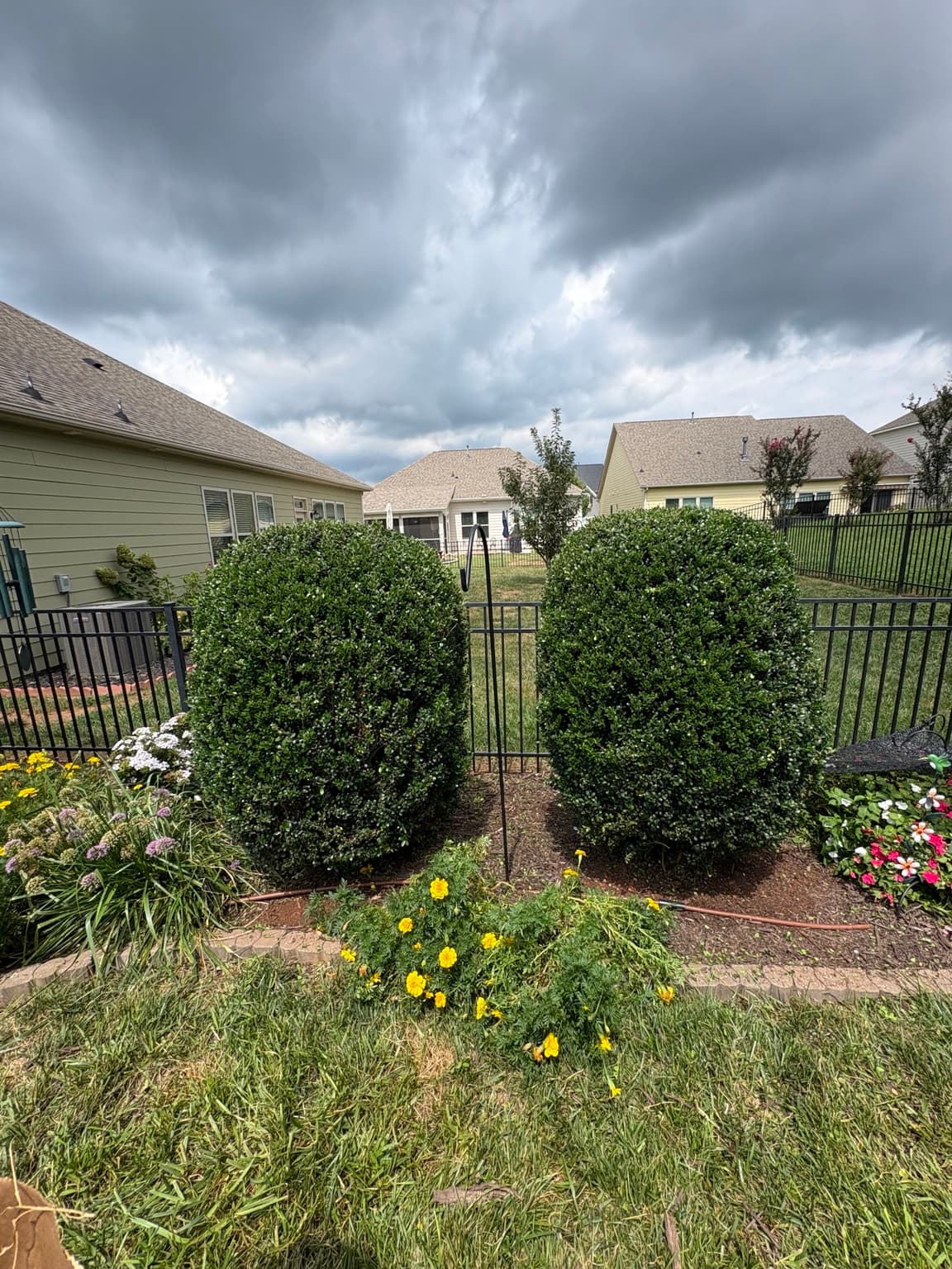 Garden Boxwoods 11