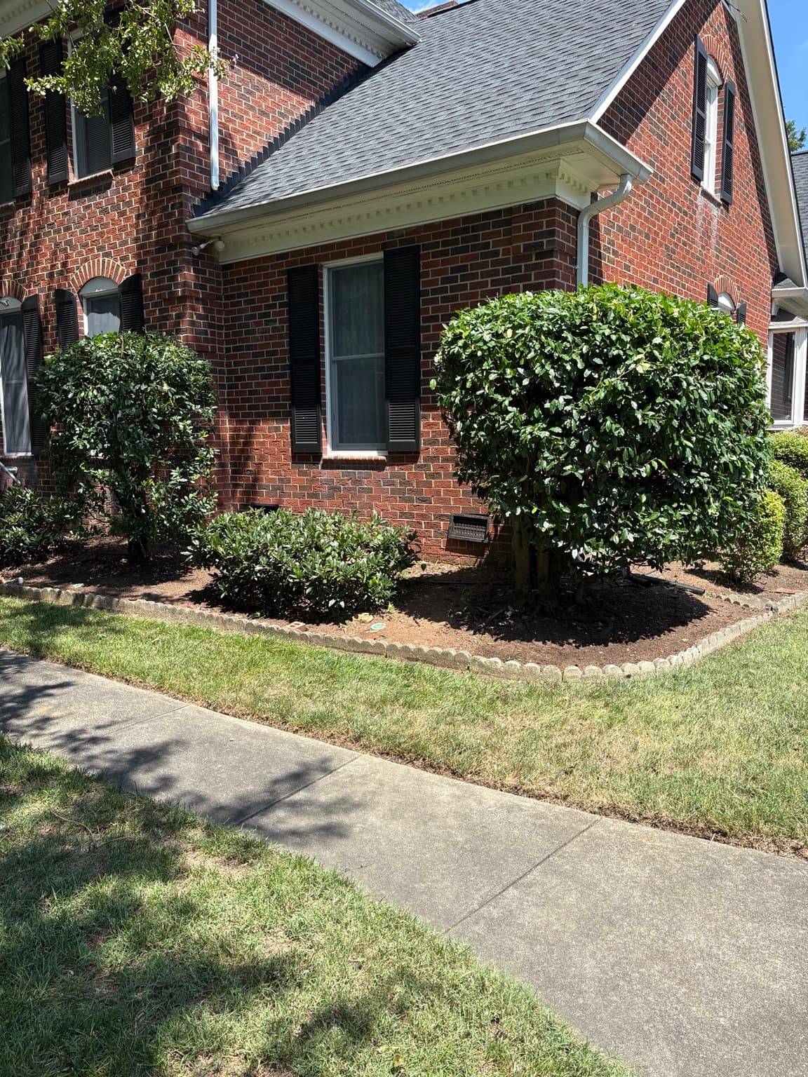 Large Foundation Shrubs 03
