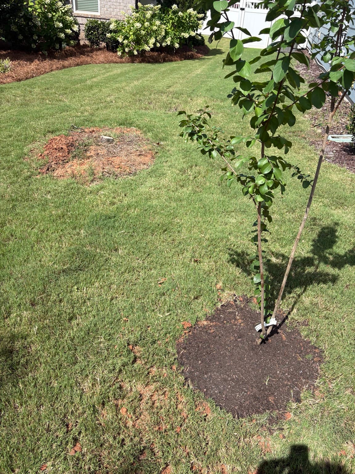 Side yard planting and tree installation result